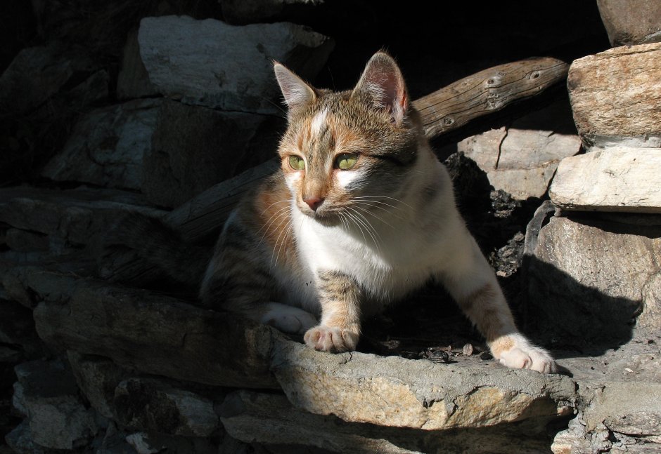 Эгейская кошка