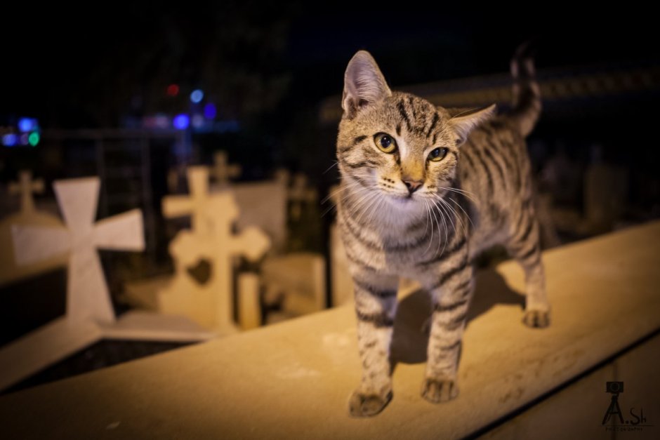 Кот на пляже