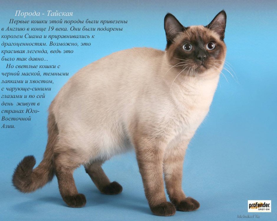 Тайская кошка и Манчкин