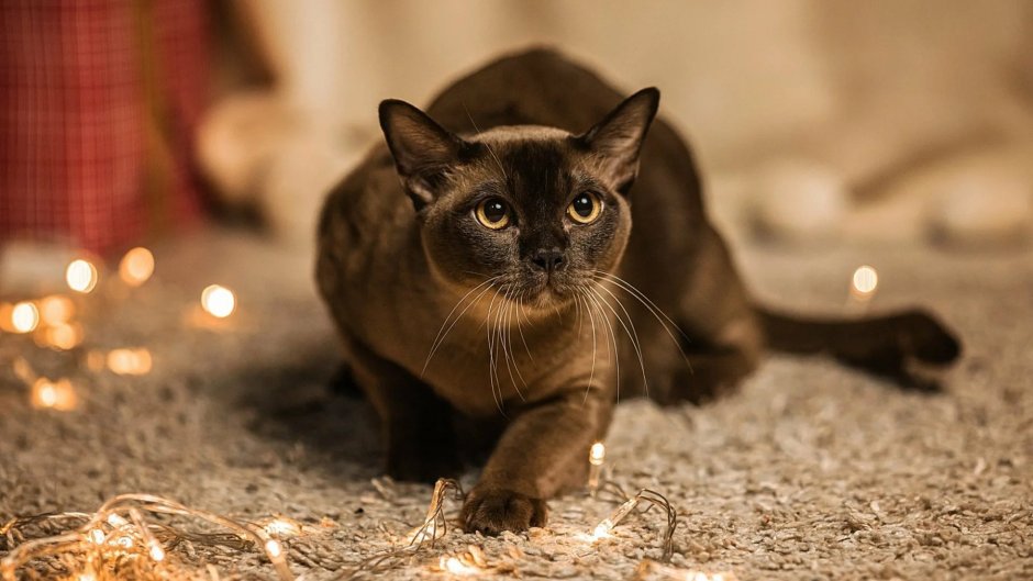 Котенок сидит