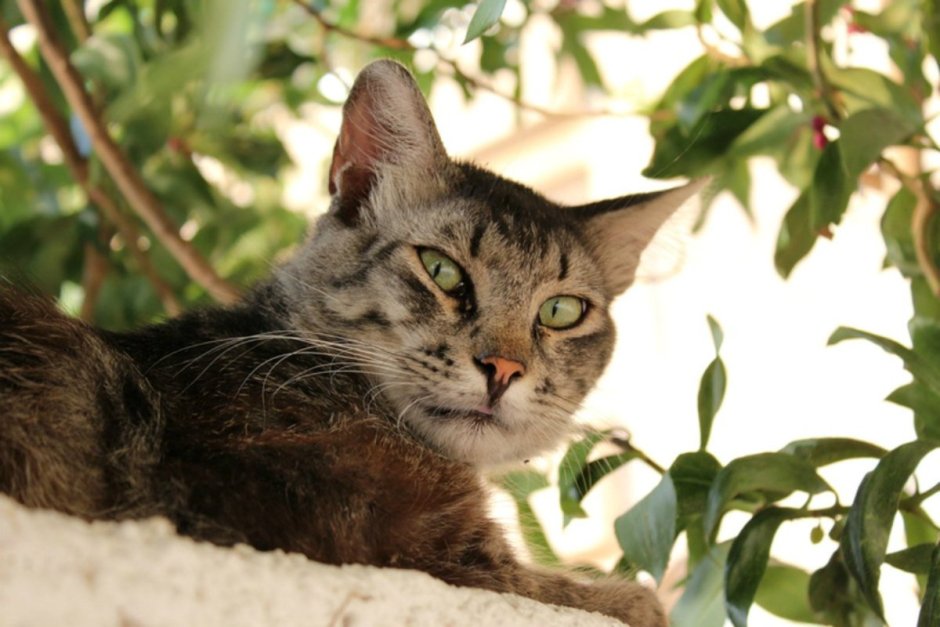 Абиссинская кошка Breed