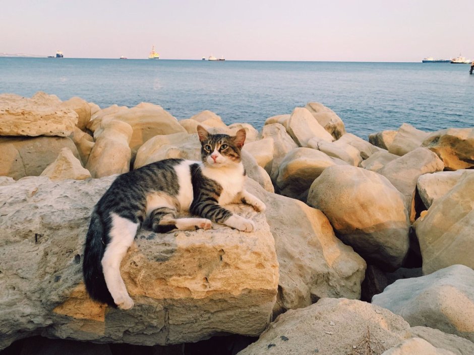 Эгейская кошка табби