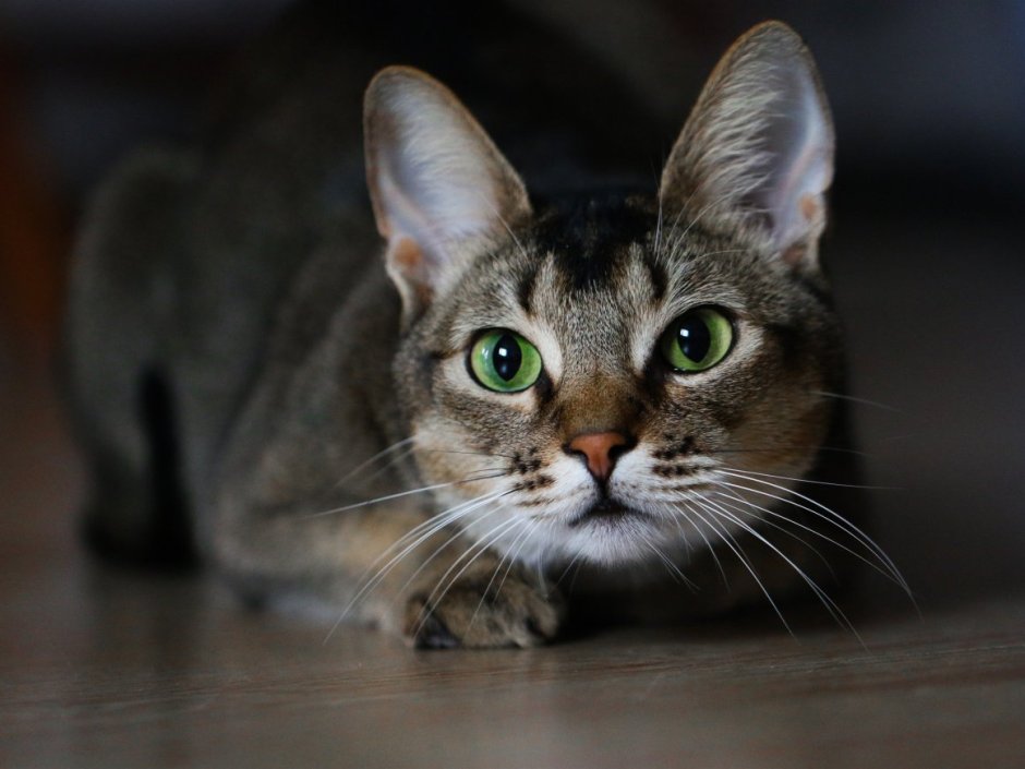 Много котов
