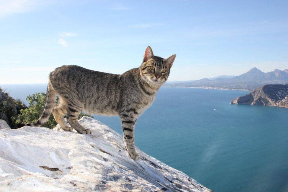 Кошки маленькие породистые сиамские