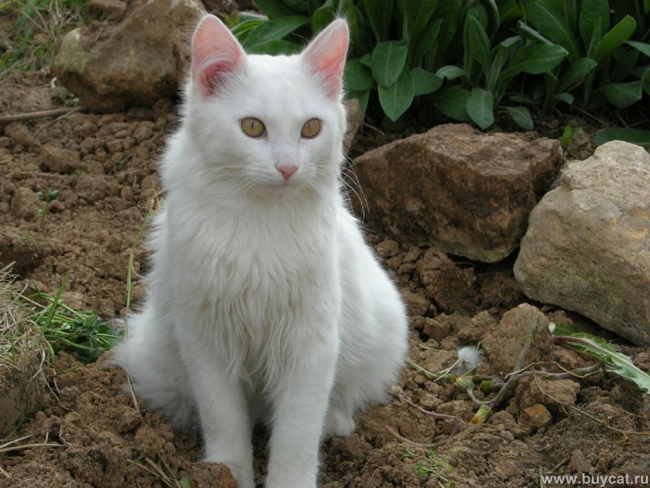 Сиамская кошка