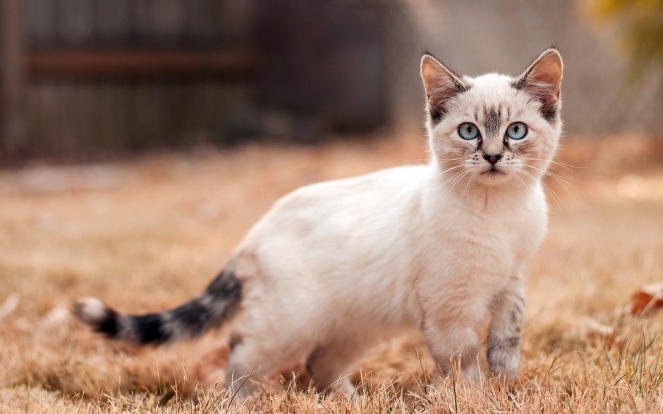 Европейская Бурманская кошка