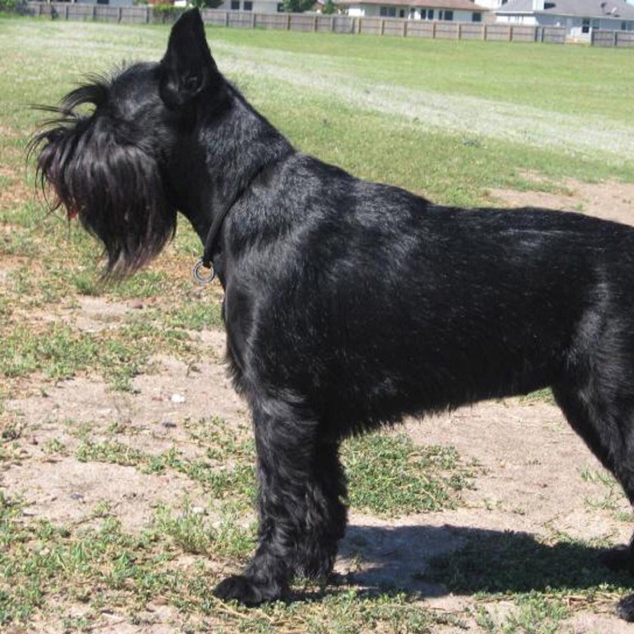 Черный Миттельшнауцер с купированными ушами