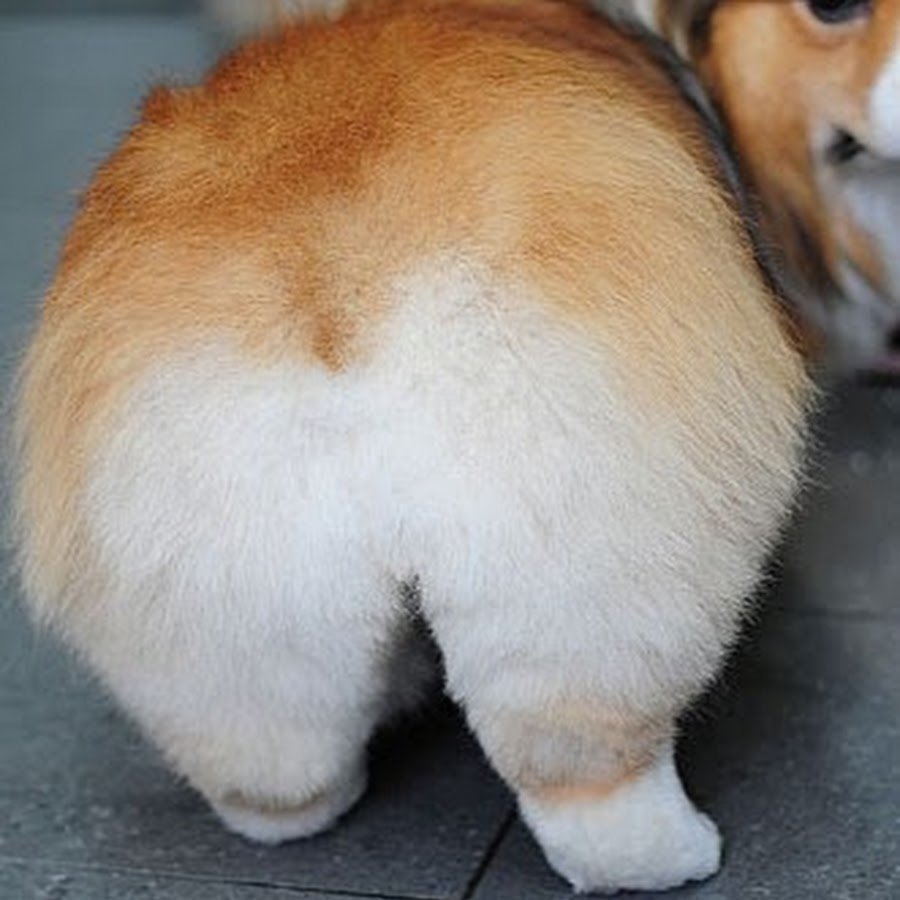 Вельш корги пемброк сзади