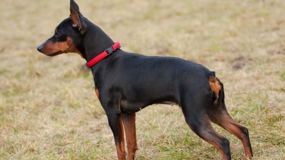 Карликовый пинчер