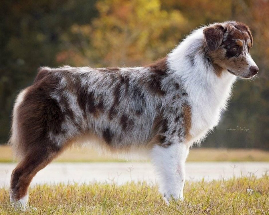 Аусси австралийская овчарка