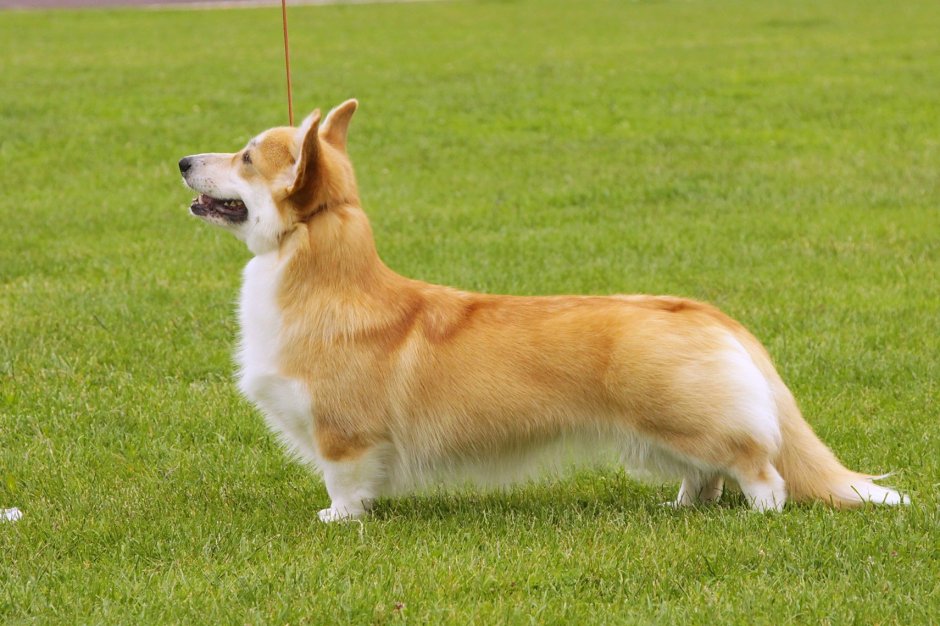 Вельш корги пемброк с хвостом