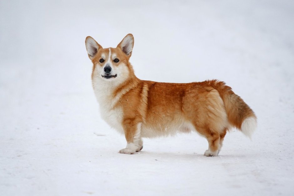Вельш корги пемброк с хвостом
