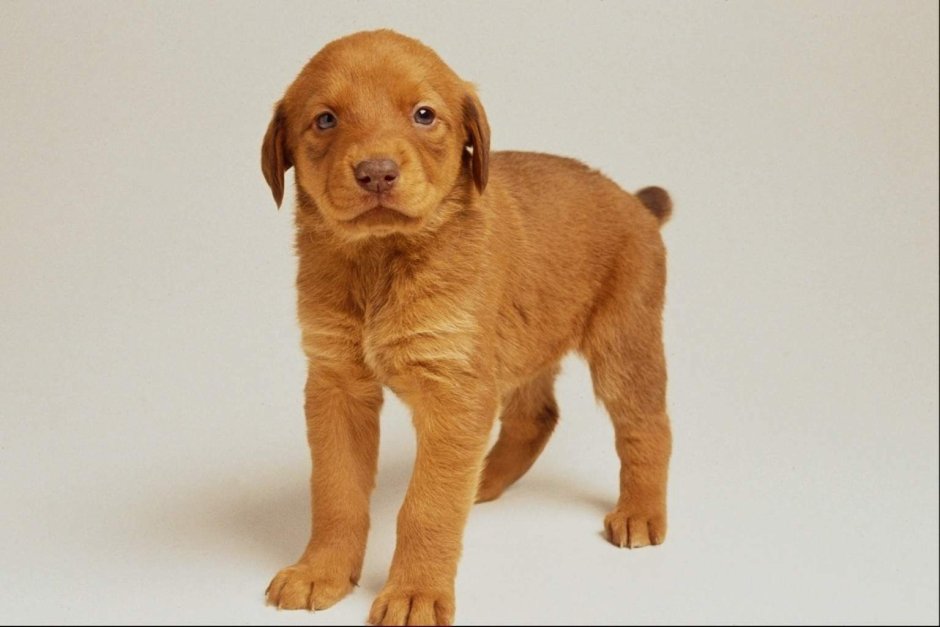 Щенки с короткими хвостами