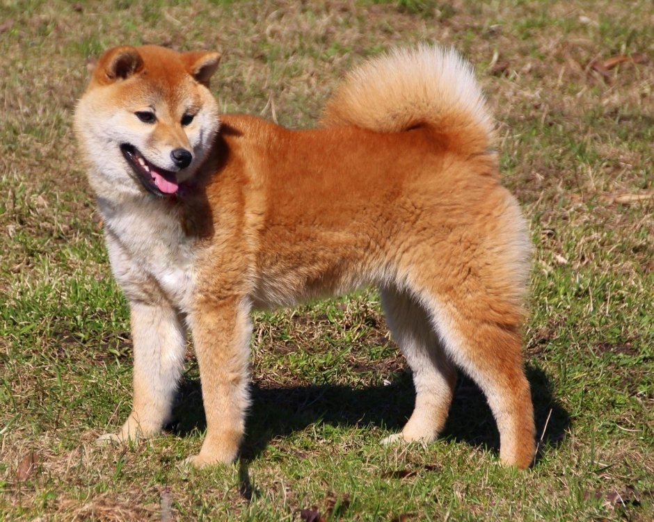 Сиба ину пушистая