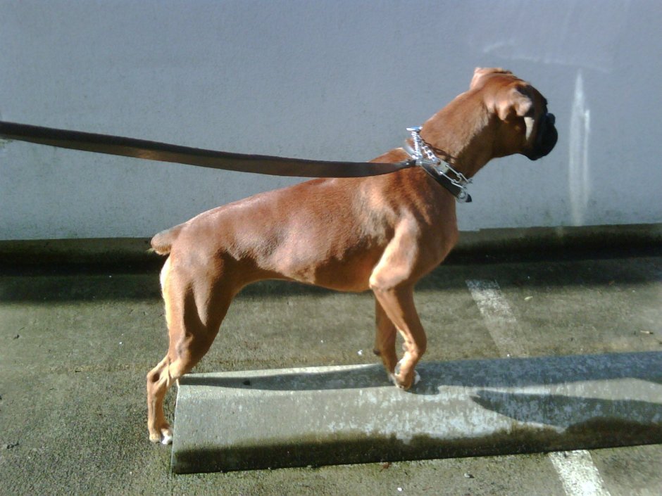 Боксер без купированного хвоста