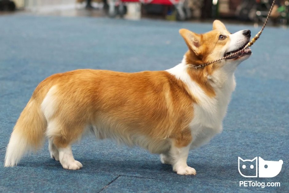 Вельш корги пемброк бобтейл