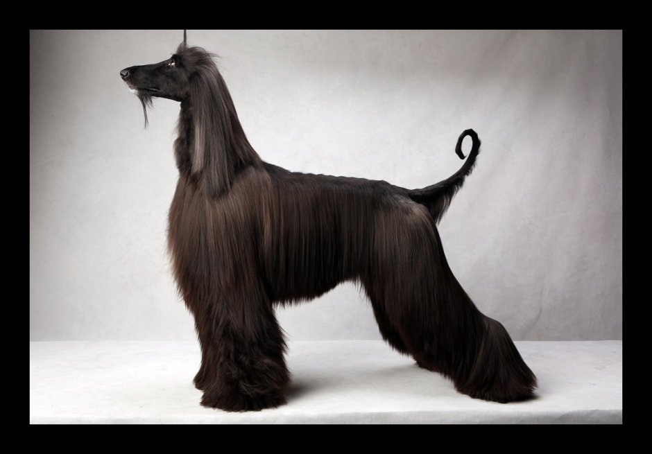 Афганская борзая черная