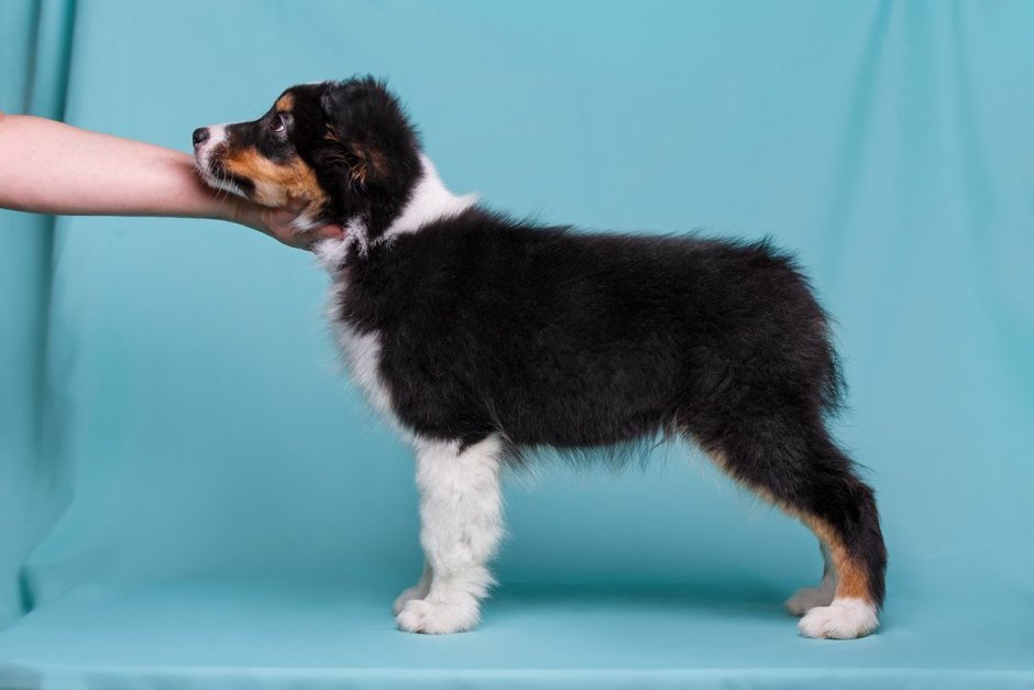 Австралийская овчарка аусси Триколор