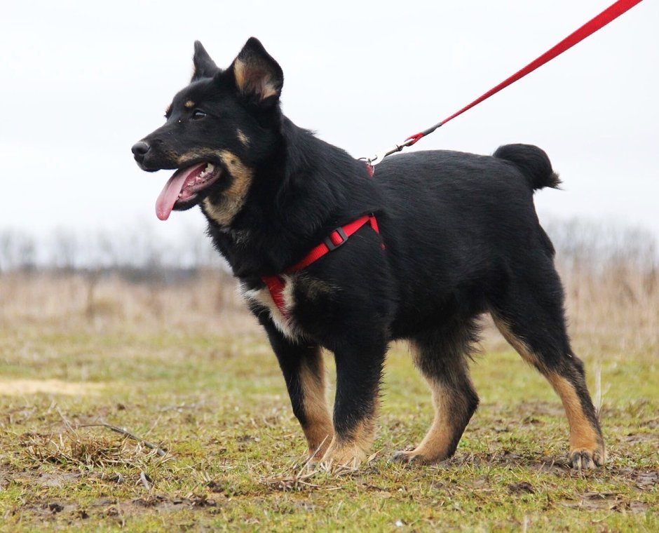 Долифи с коротким хвостом