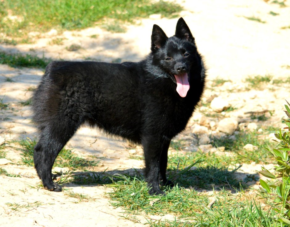 Черная Бельгийская овчарка шипперке
