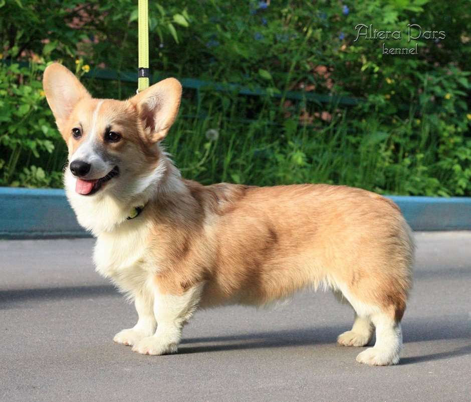 Купированный вельш корги пемброк