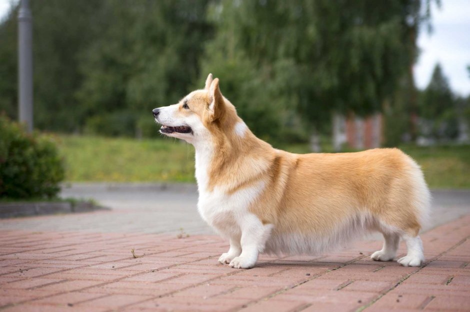 Порода собак корги