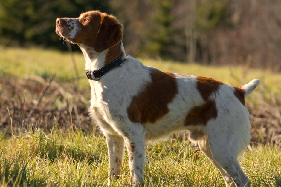 Бретонский эпаньоль бретонский спаниель