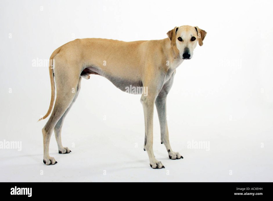 Слюги порода собак