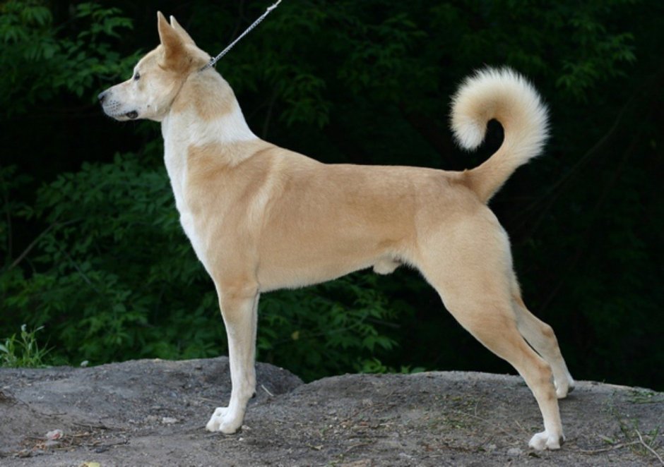 Canaan Dog порода собаки