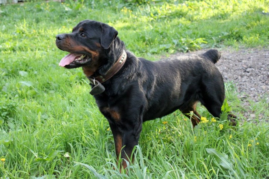 Некупированный ротвейлер