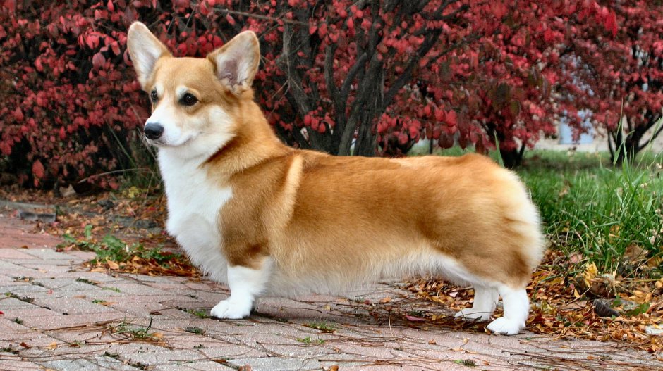 Вельш корги пемброк рыжий