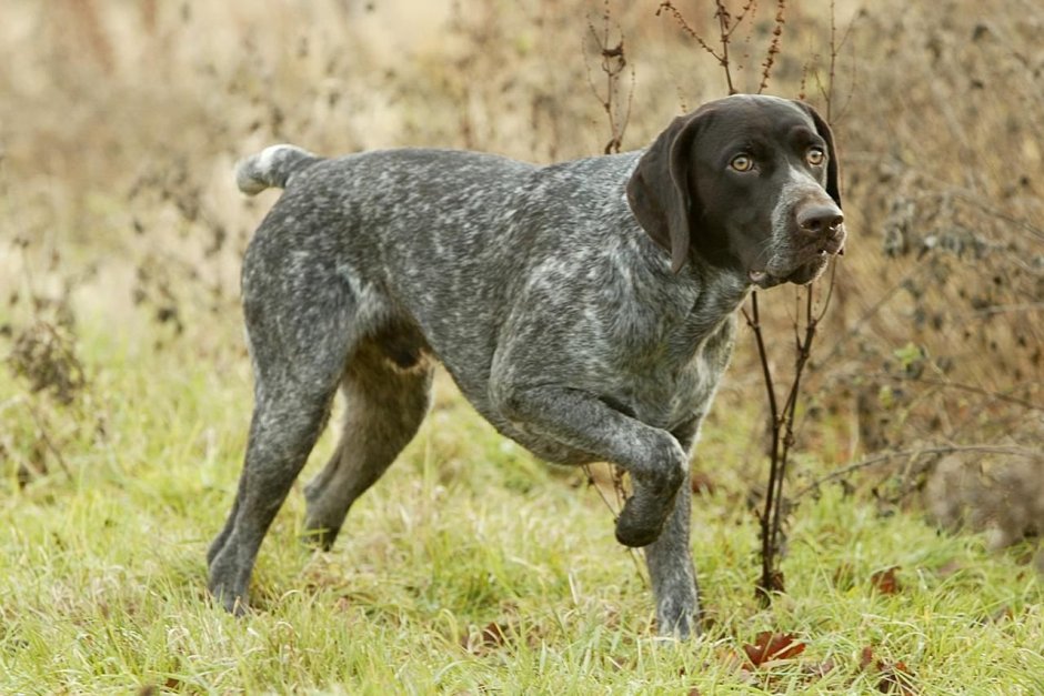 Охотничьи собаки с купированным хвостом