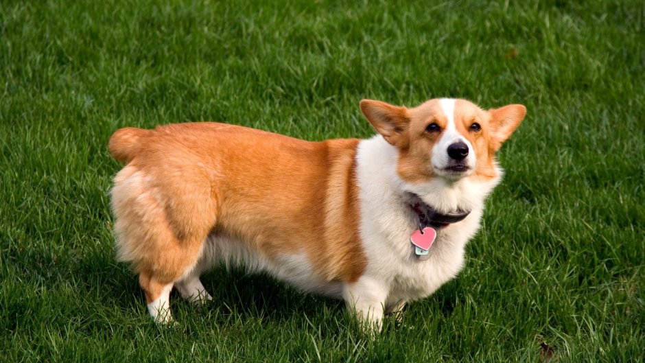 Вельш корги куцехвостый