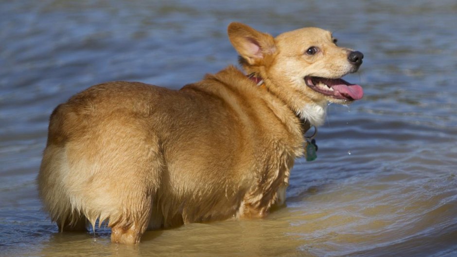 Породы собак без хвоста