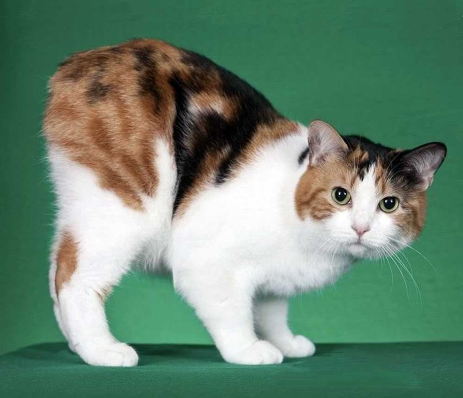 Мэнская бесхвостая кошка