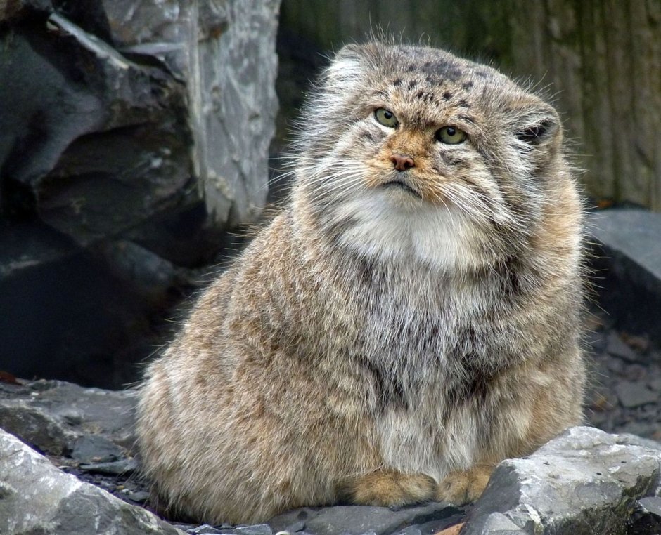Алтайская кошка порода