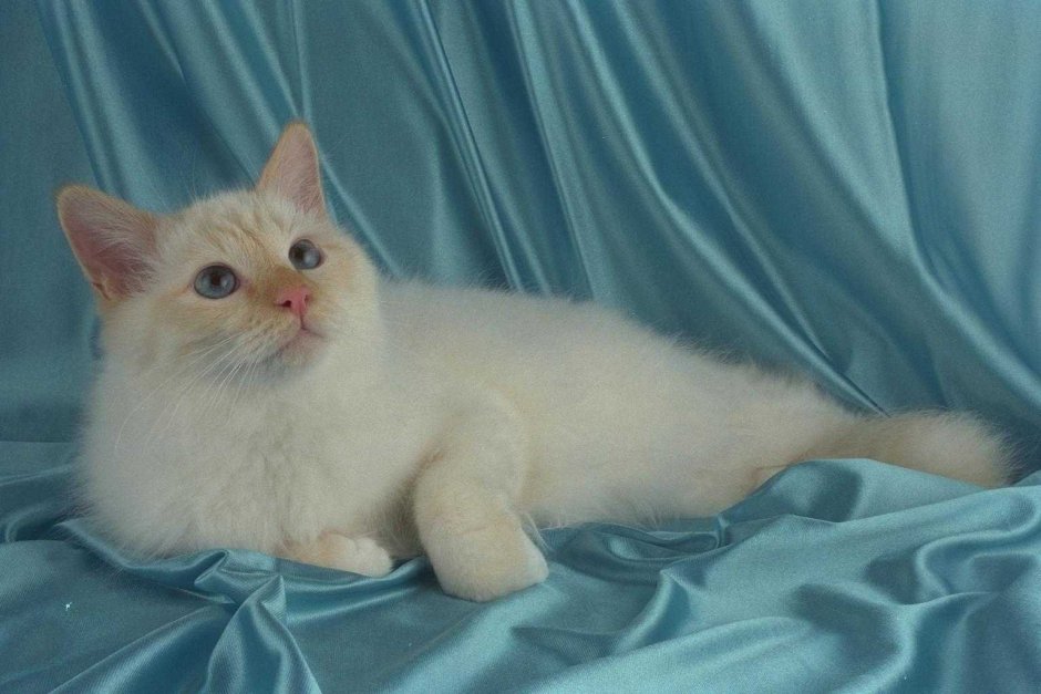 Персидская шиншилла кот Уилфред
