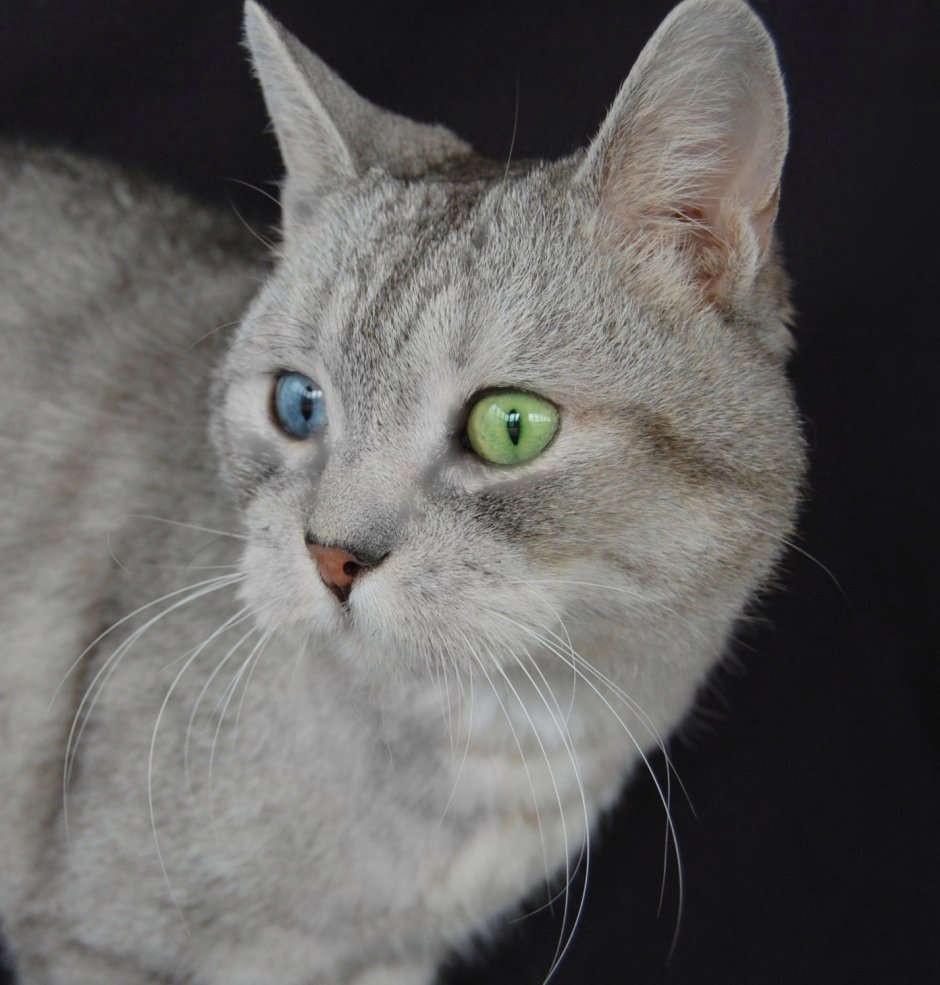 Охос азулес кошка серая