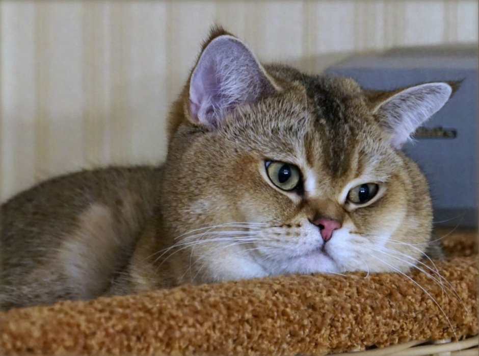 Кот вид сверху