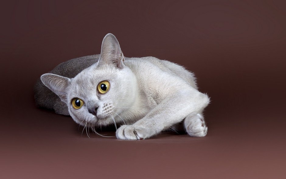 Фон коты