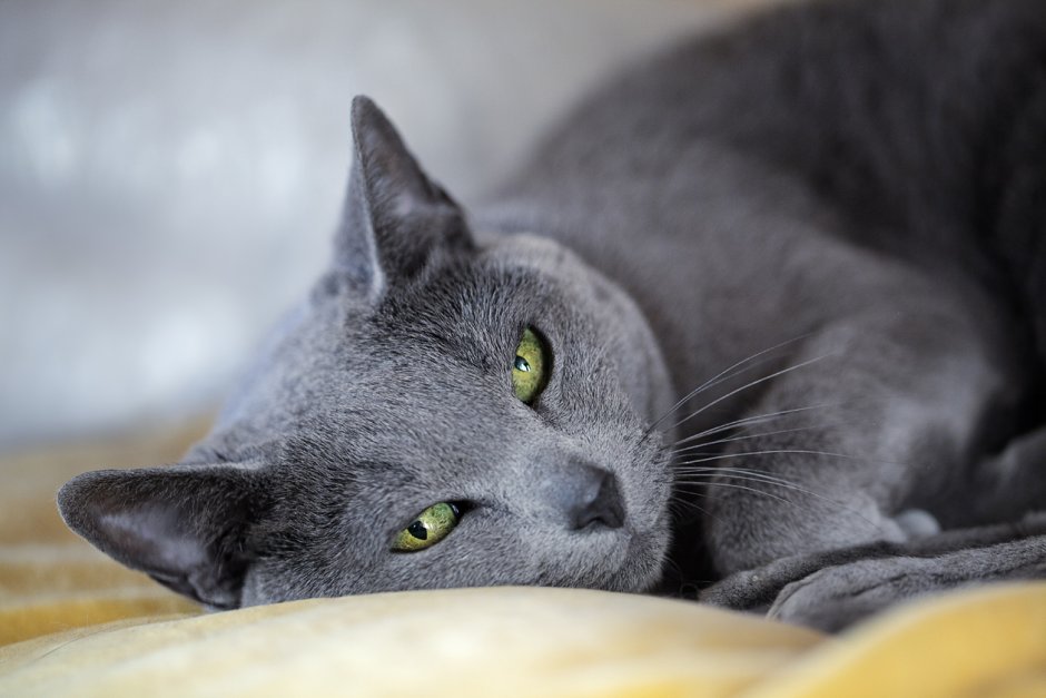 Кот лежит