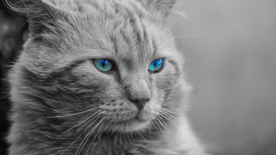 Кошки обои белые пушистые
