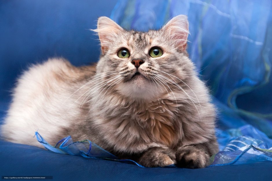 Невская голубая кошка