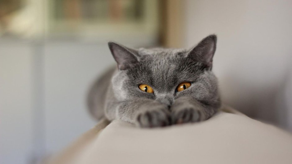 Кот британец вислоухий серый