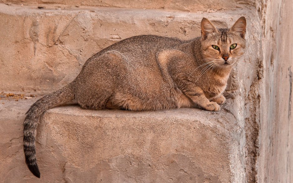 Британский короткошерстный белый кот Аполлон