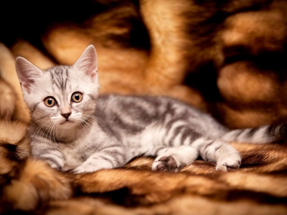 Кошки маленькие