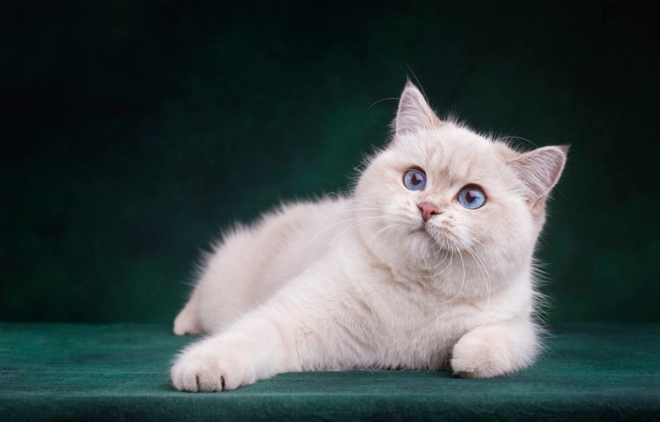 Милашки кошки обои фото