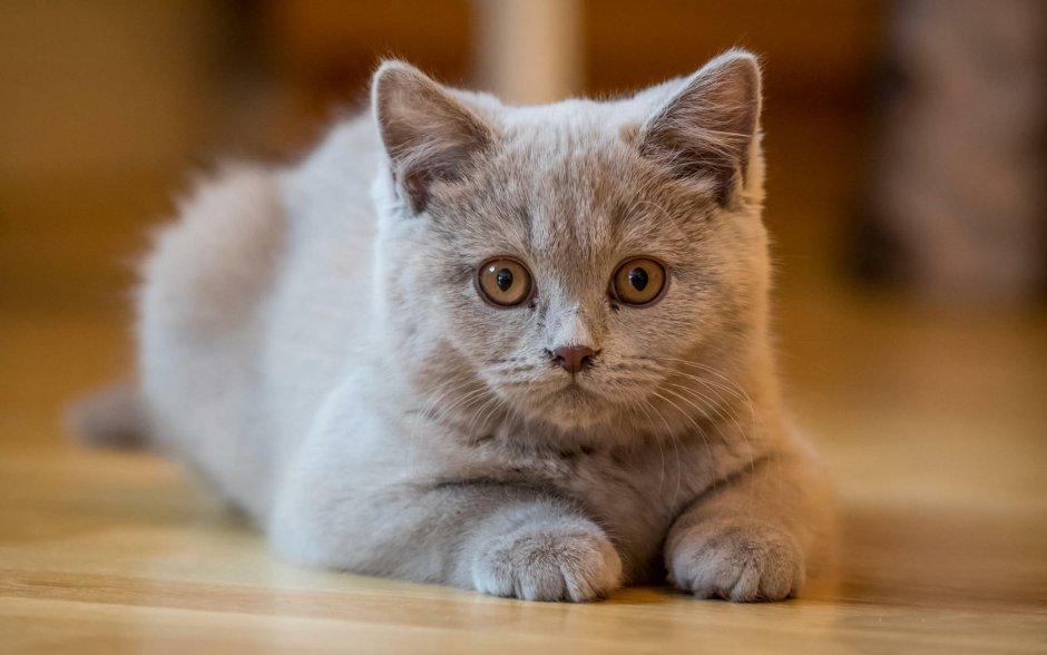Котята 96