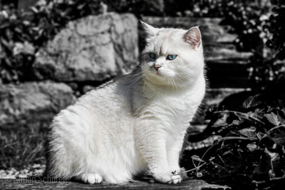 Кот британец серый