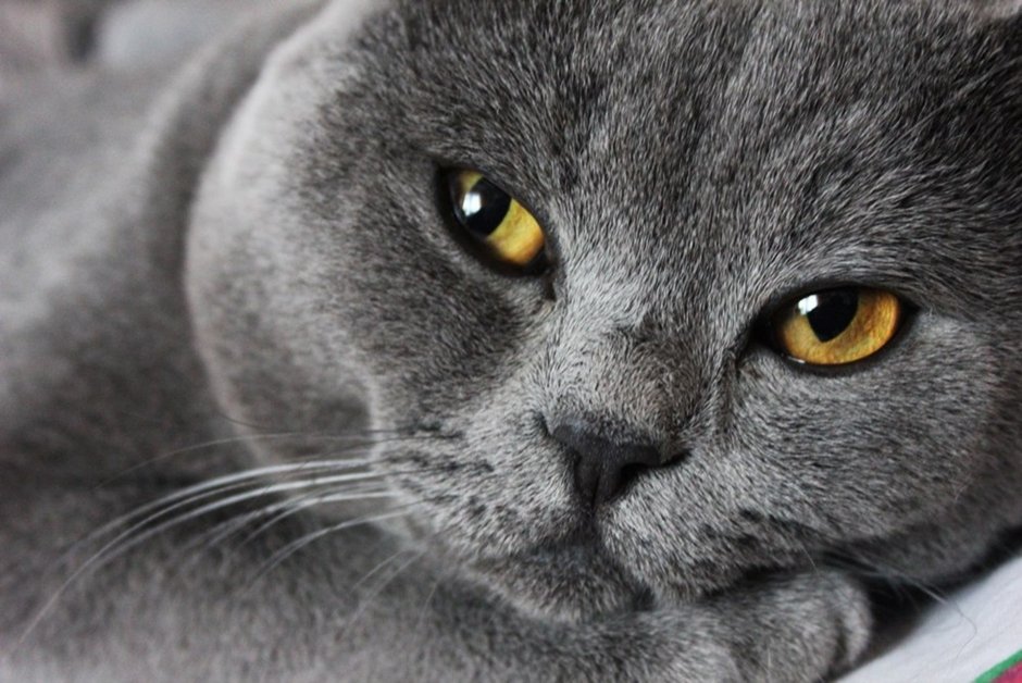 Кошка белая